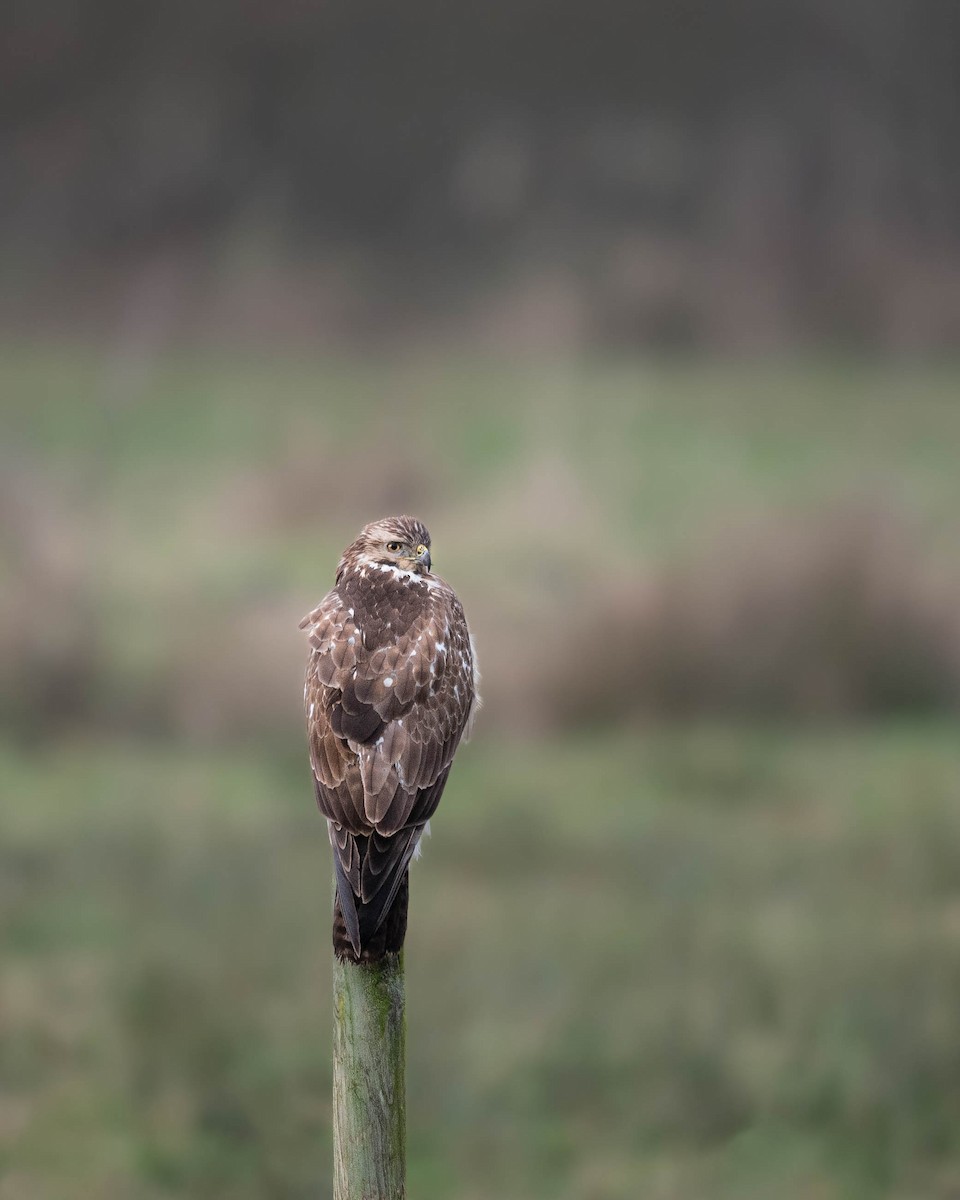 Common Buzzard - ML628547653