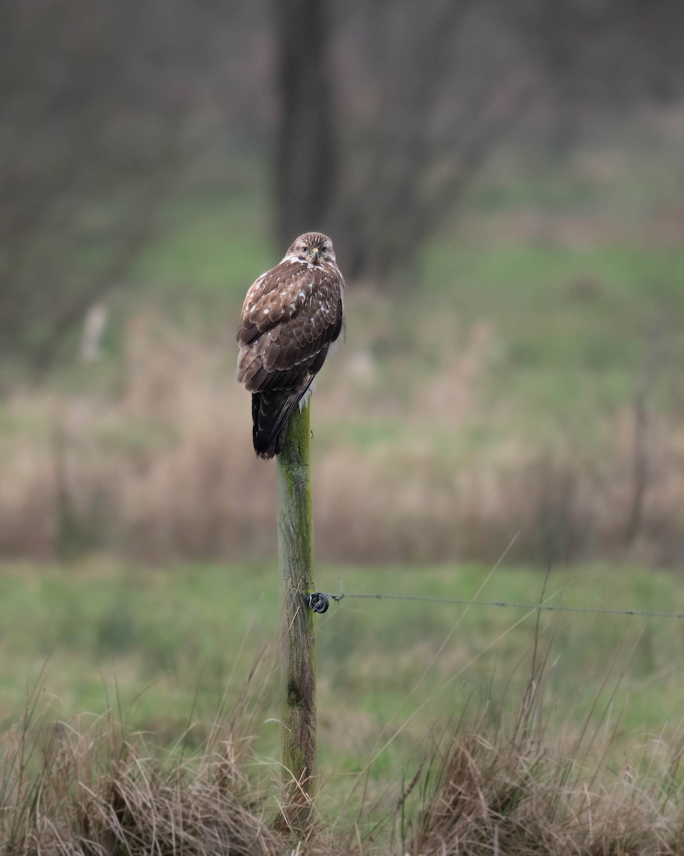 Common Buzzard - ML628547654