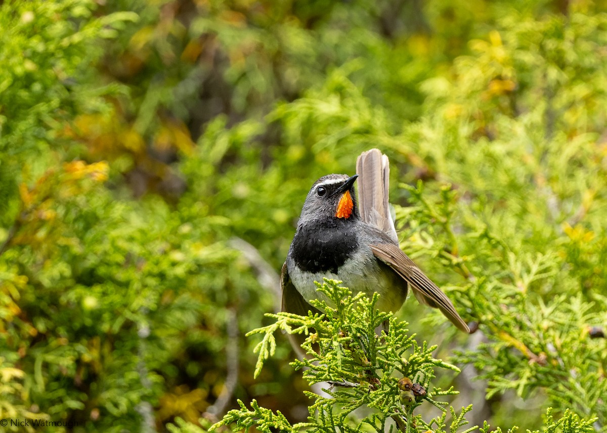 Himalayan Rubythroat - ML628547685