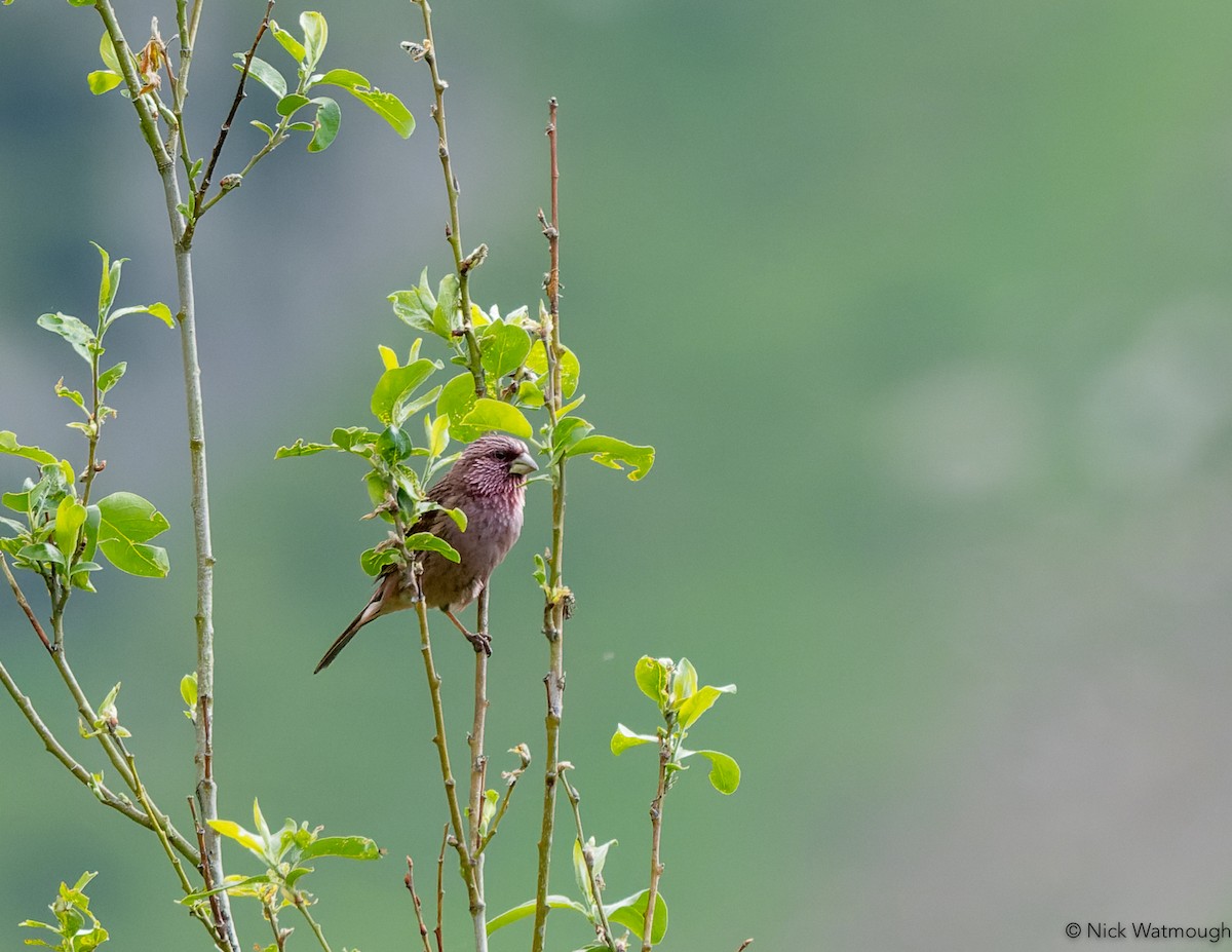 Red-mantled Rosefinch - ML628547693