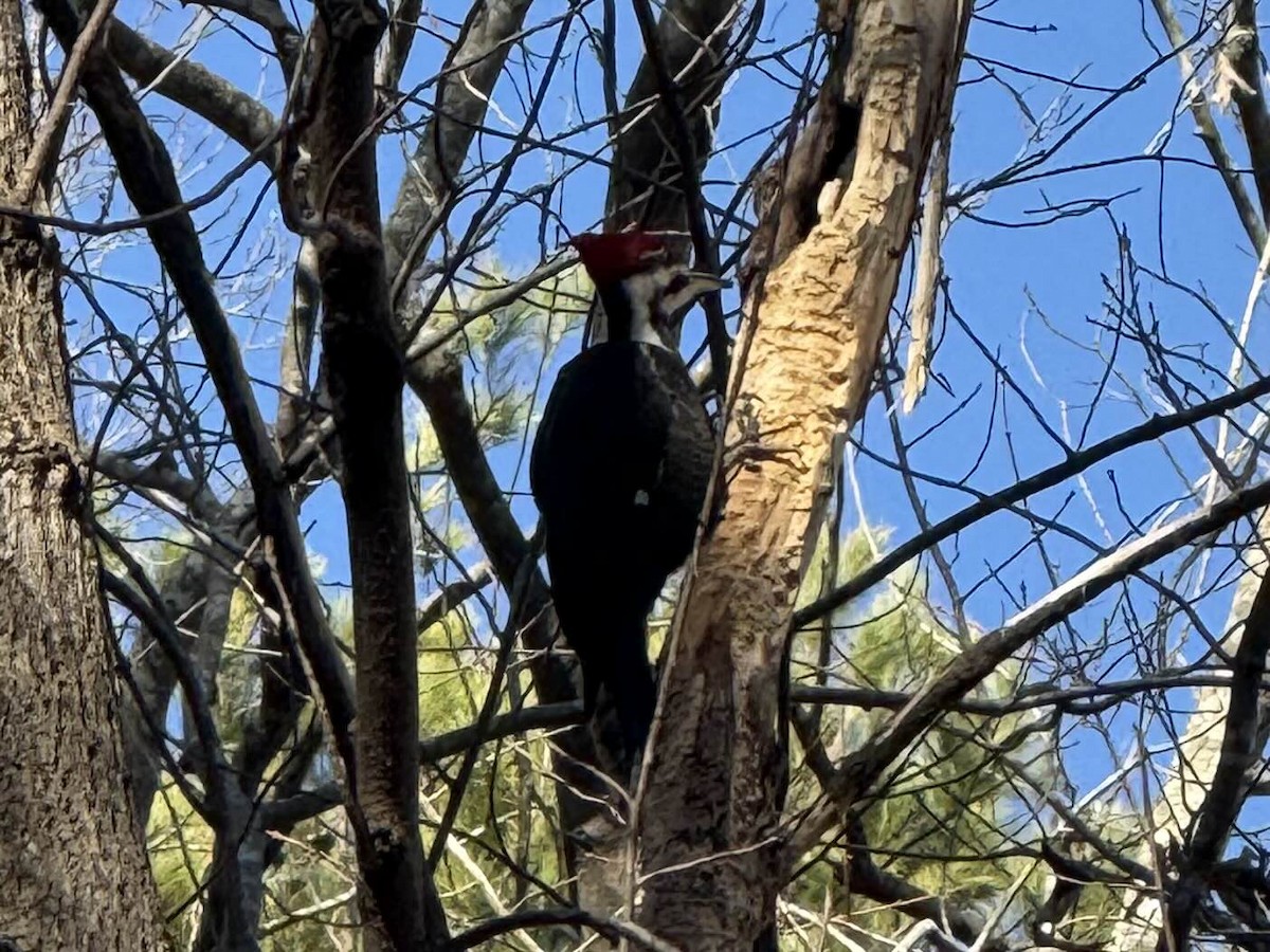 Pileated Woodpecker - ML628547727