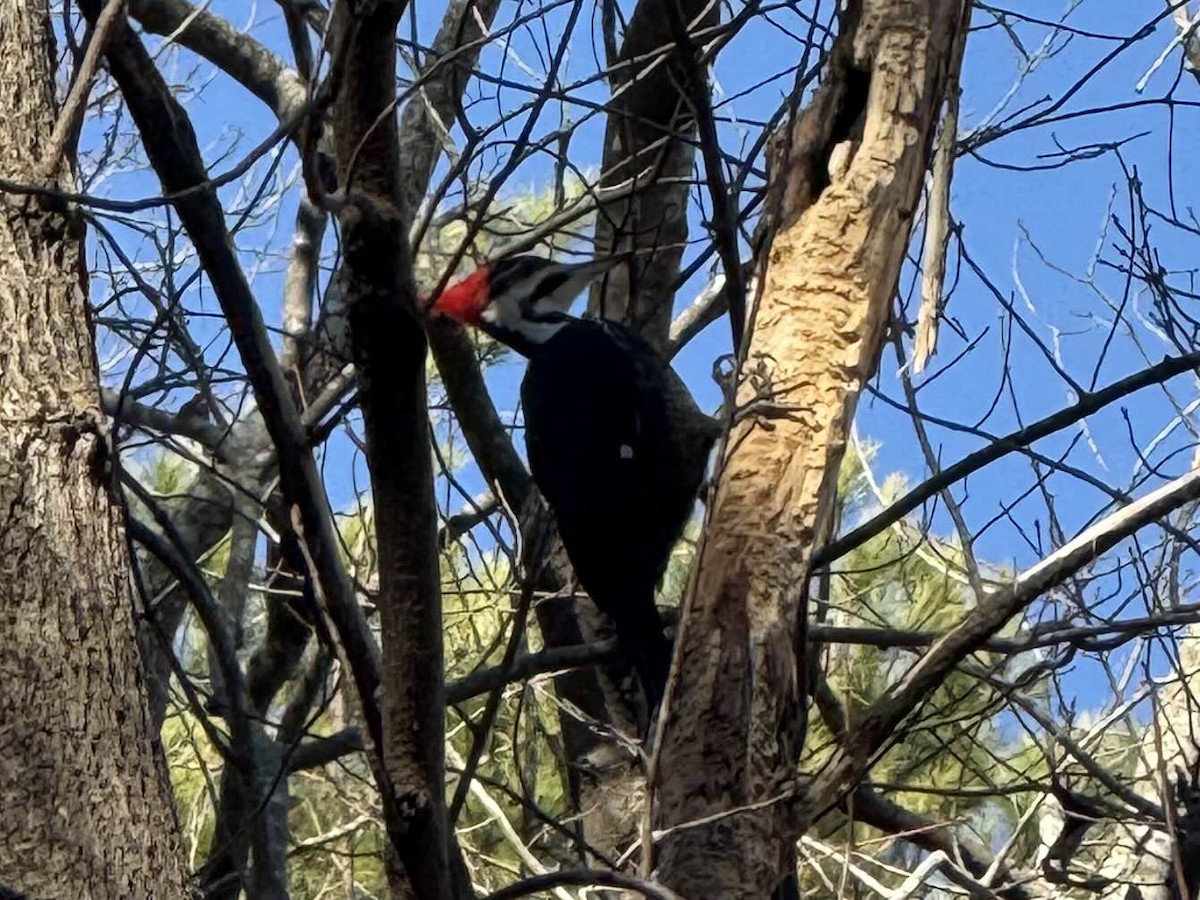 Pileated Woodpecker - ML628547728