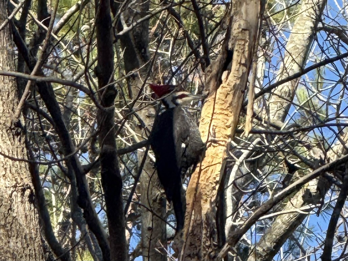 Pileated Woodpecker - ML628547729