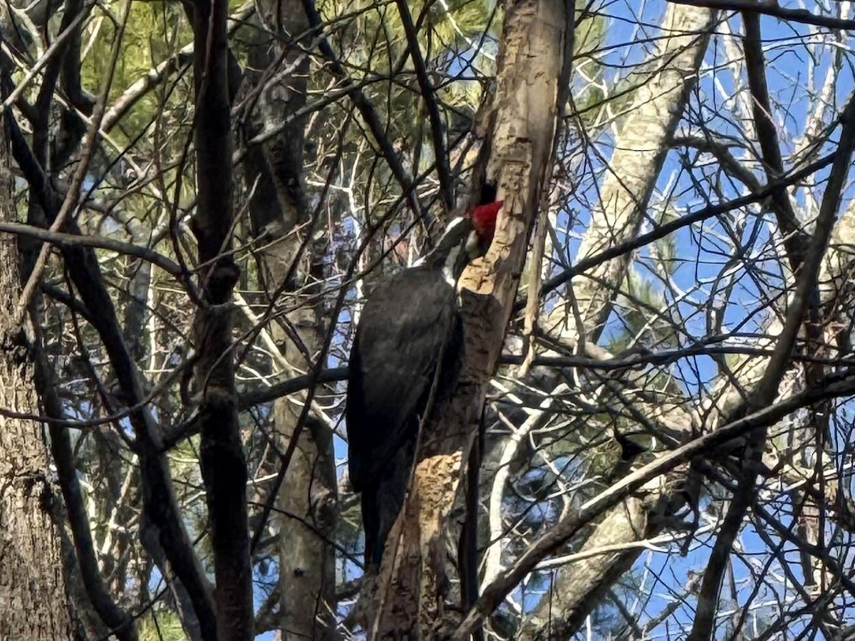 Pileated Woodpecker - ML628547730