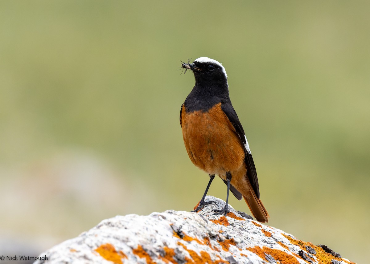 White-winged Redstart - ML628547754