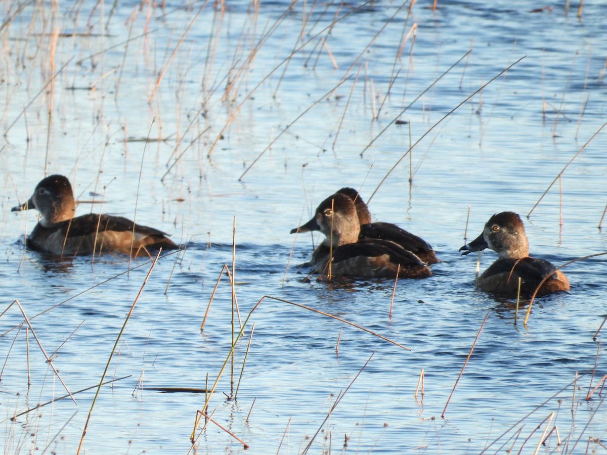 Ring-necked Duck - ML628548041