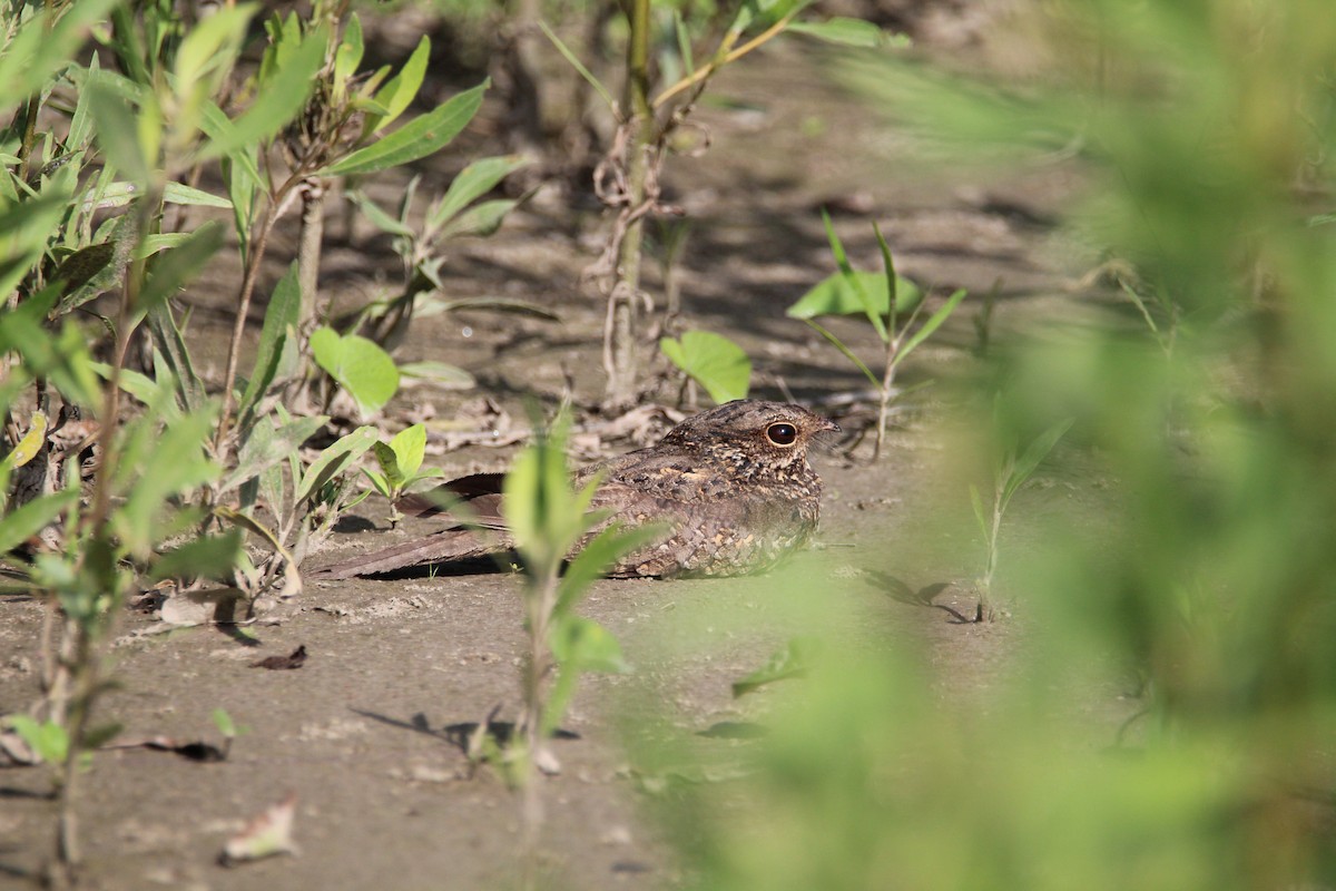 Ladder-tailed Nightjar - ML628548094