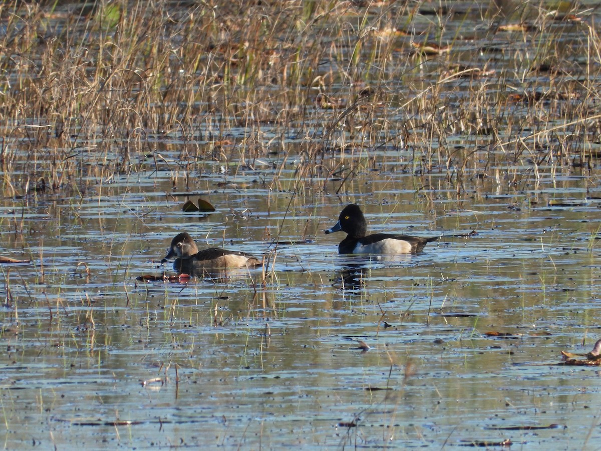 Ring-necked Duck - ML628548135