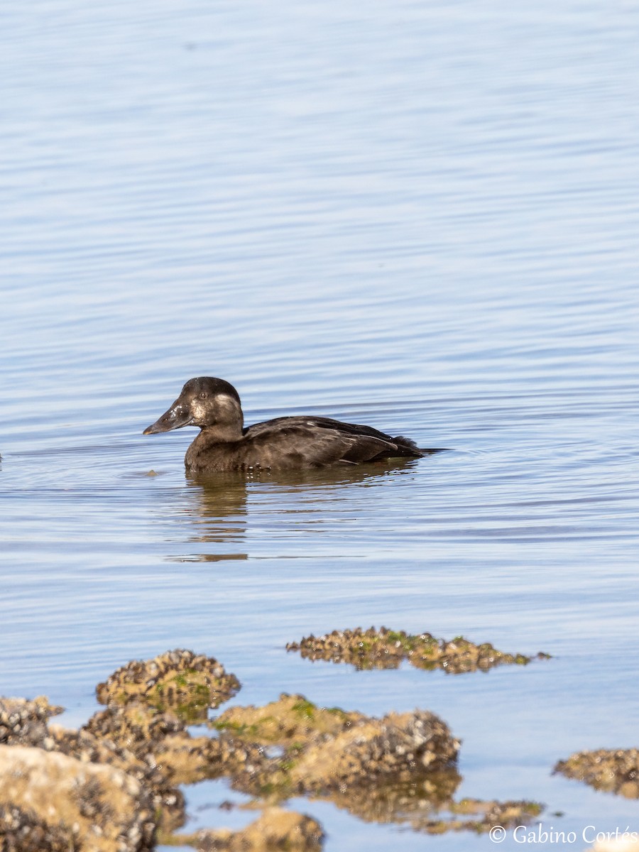 Surf Scoter - ML628548142