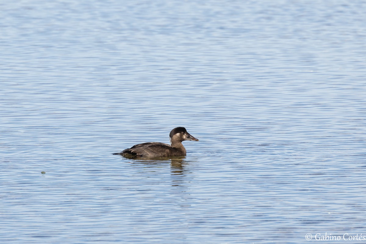 Surf Scoter - Gabino Cortés Sánchez
