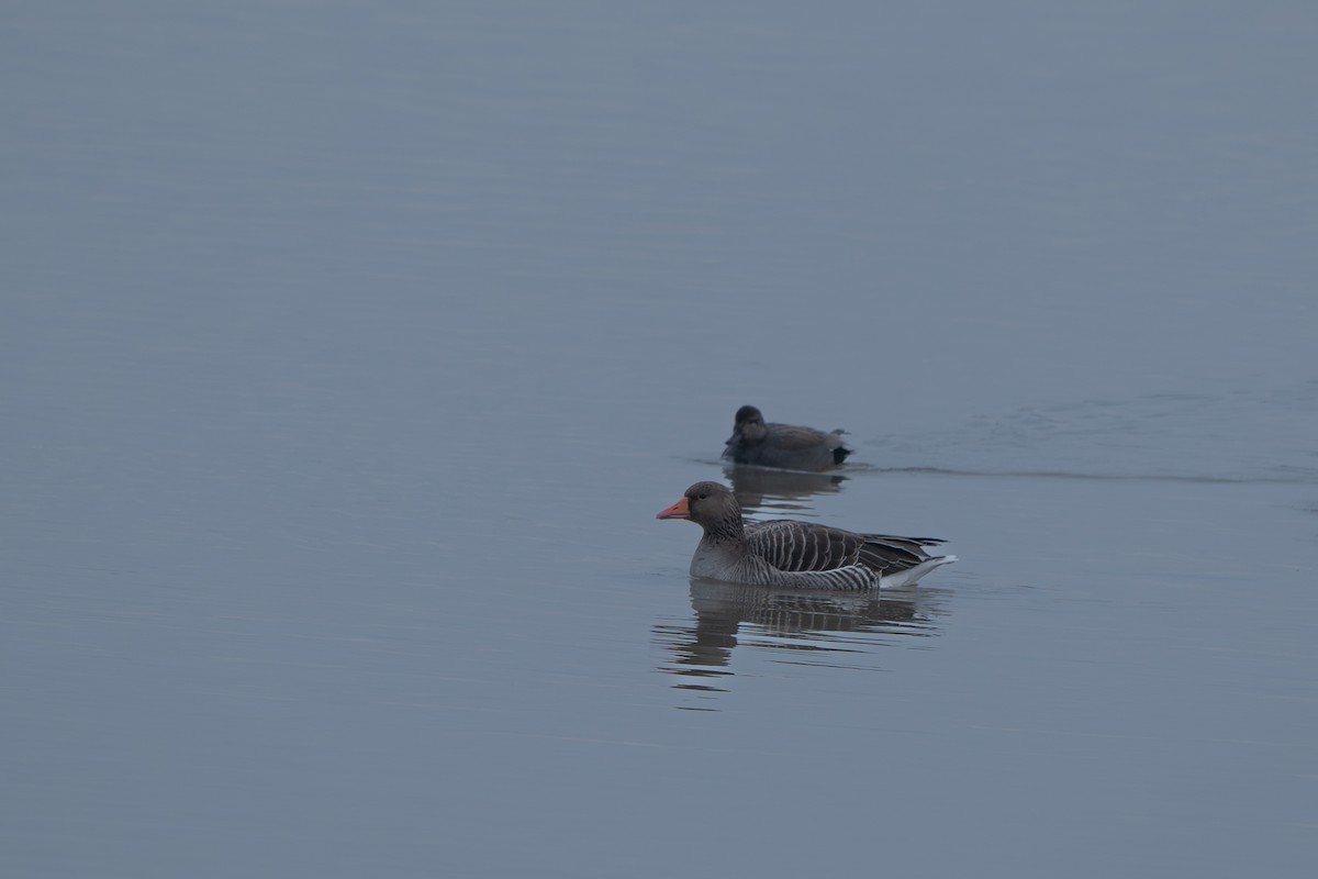Graylag Goose - ML628548165
