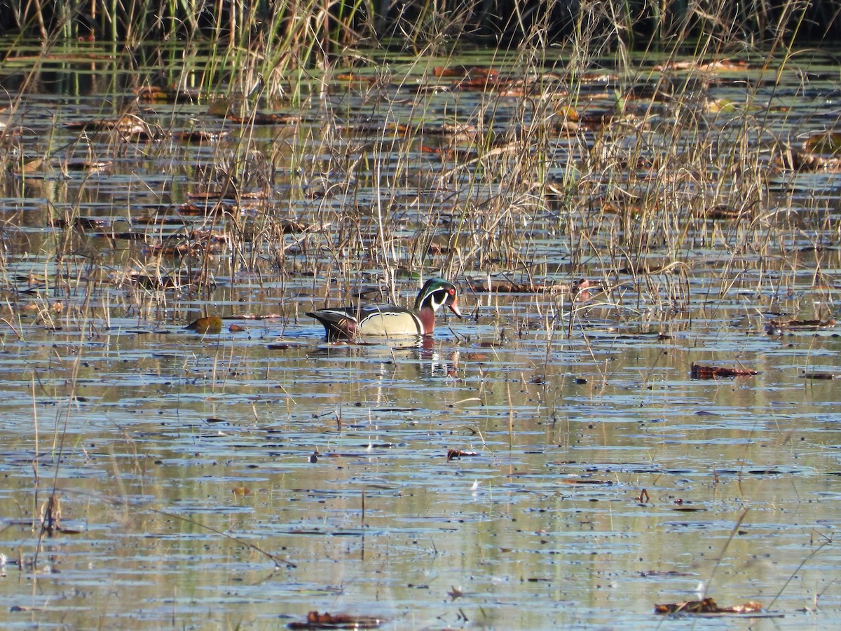 Wood Duck - ML628548236