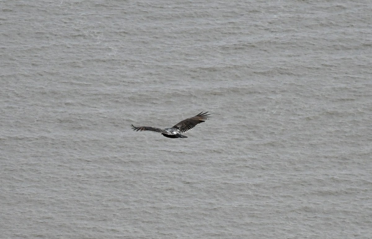 Turkey Vulture - ML628548442