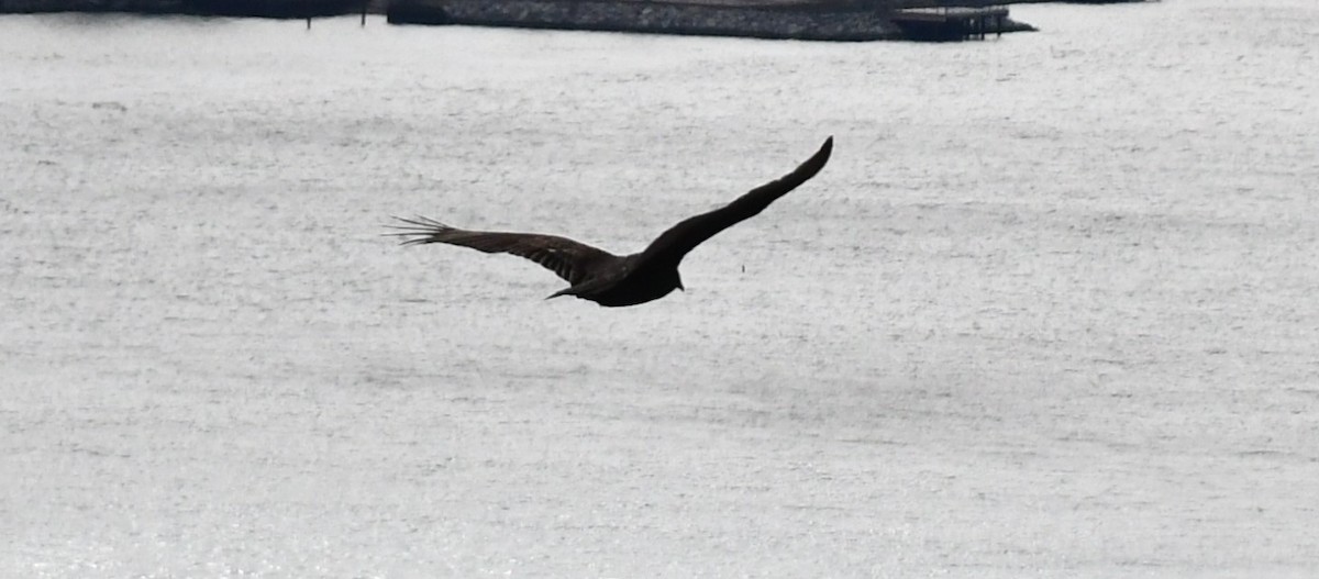 Turkey Vulture - ML628548446