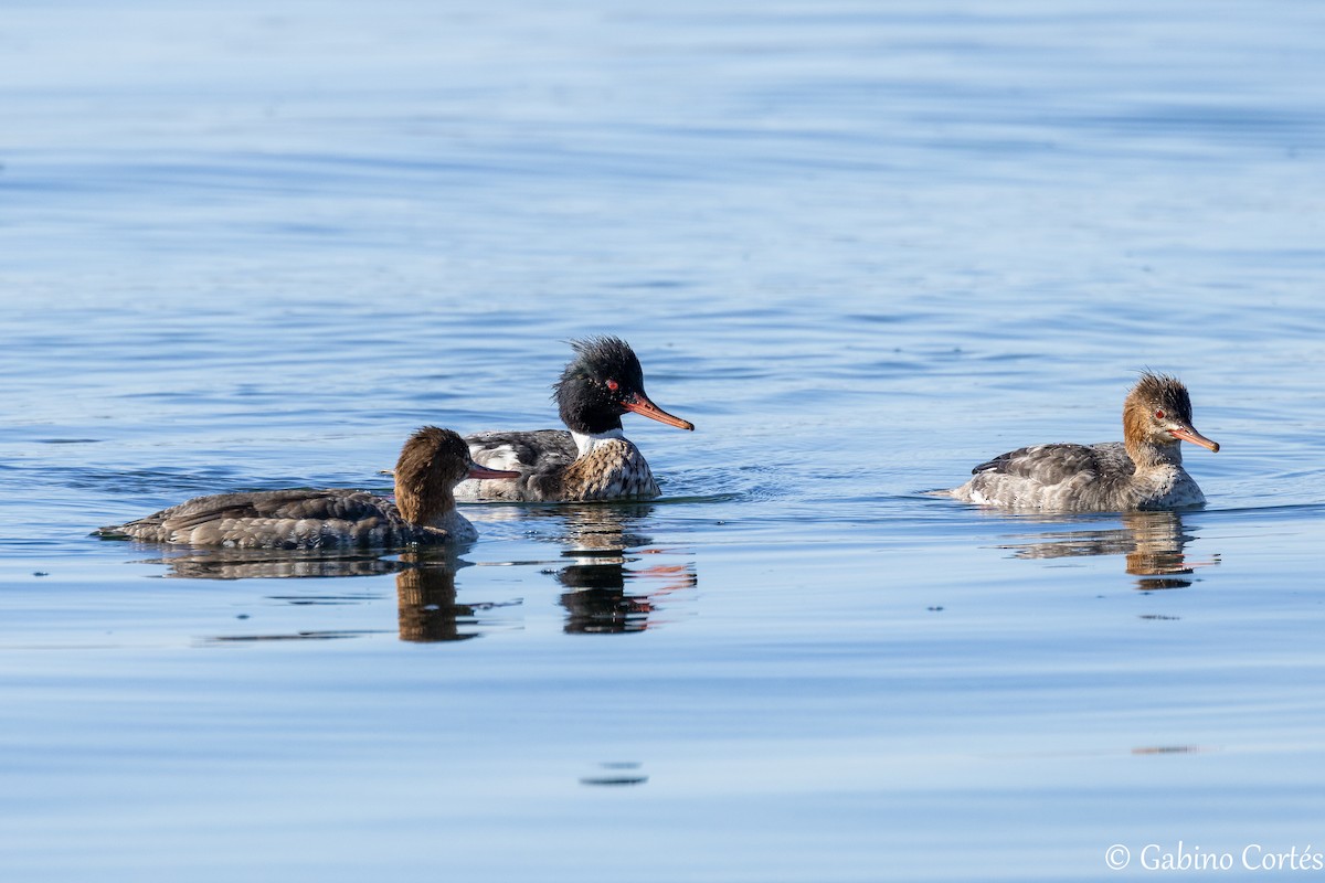 Red-breasted Merganser - ML628548452