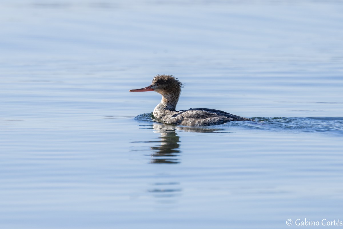 Red-breasted Merganser - ML628548453