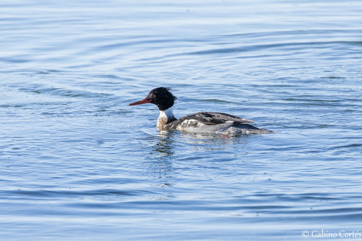 Red-breasted Merganser - ML628548454