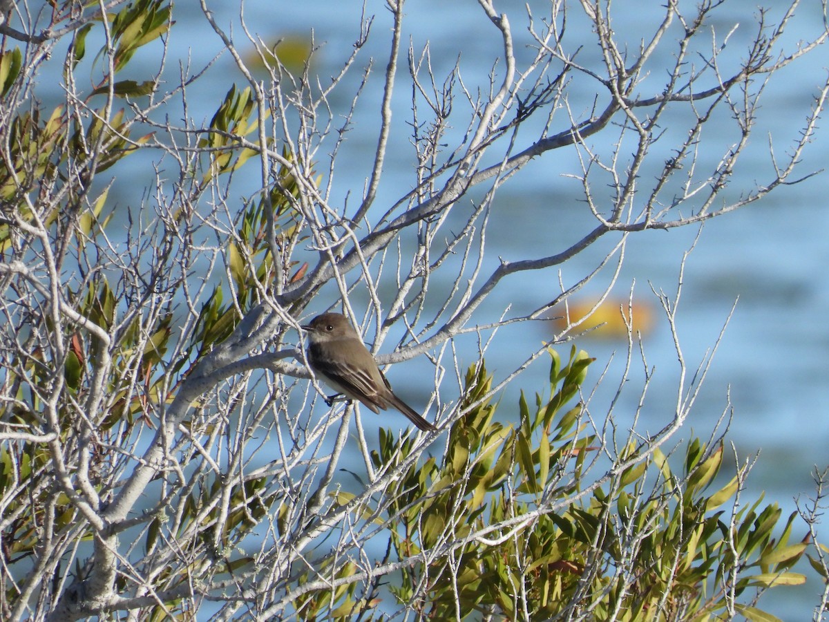 Eastern Phoebe - ML628548524