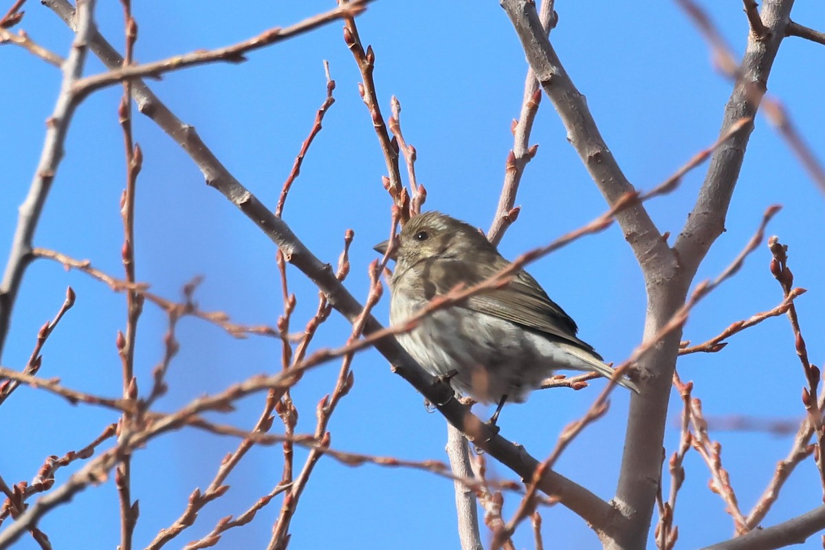 Purple Finch - ML628548561