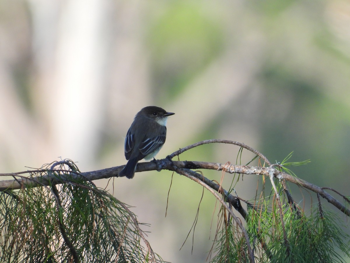 Eastern Phoebe - ML628548672