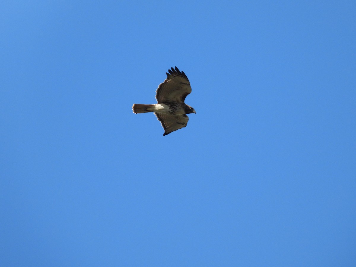 Red-tailed Hawk - ML628548798