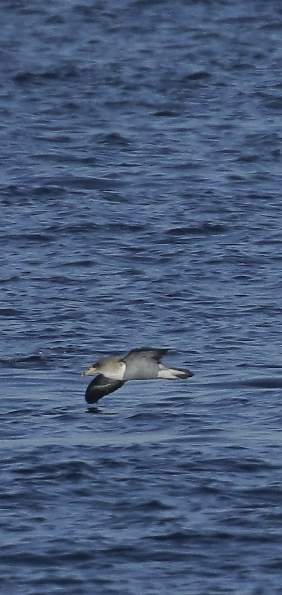 Cory's/Scopoli's Shearwater - ML628548921