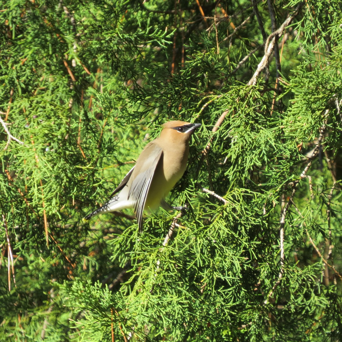 Cedar Waxwing - ML628549348