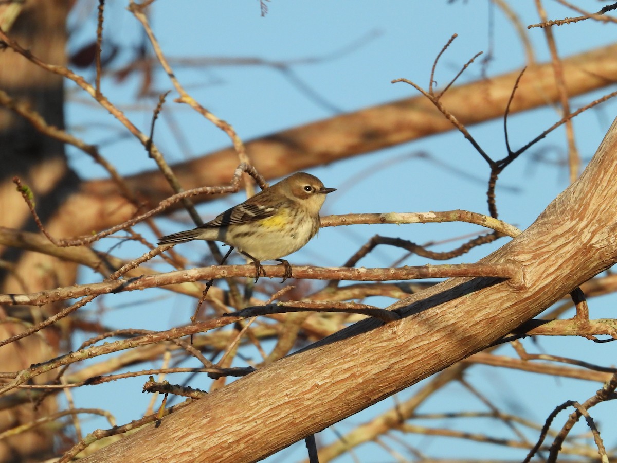 Yellow-rumped Warbler - ML628549350