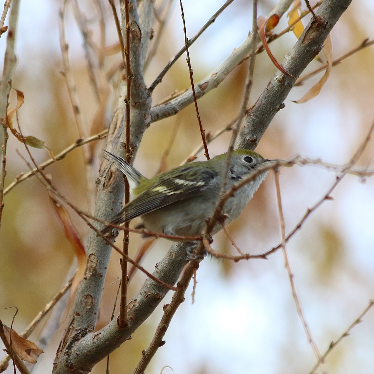 Chestnut-sided Warbler - ML628549451