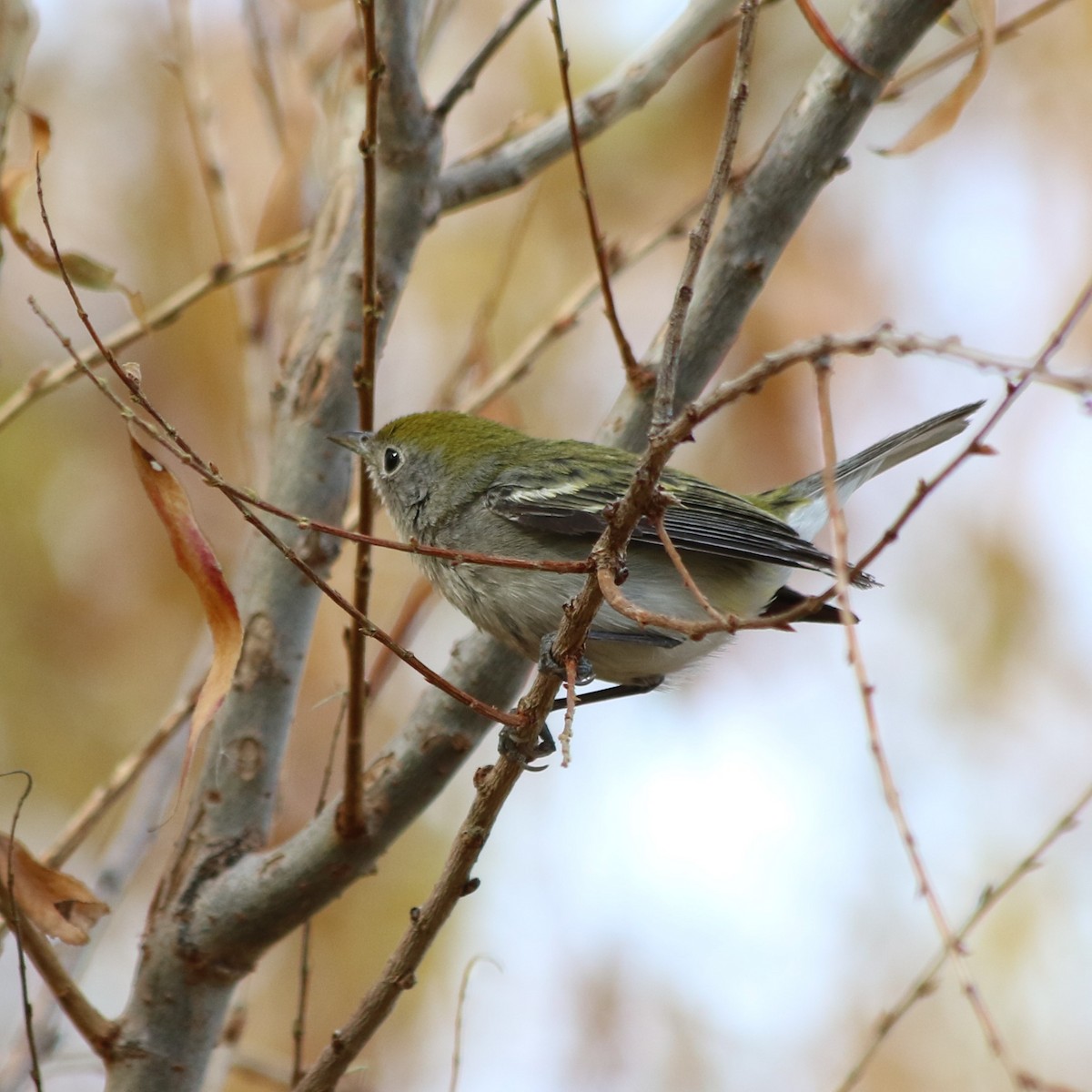 Chestnut-sided Warbler - ML628549452