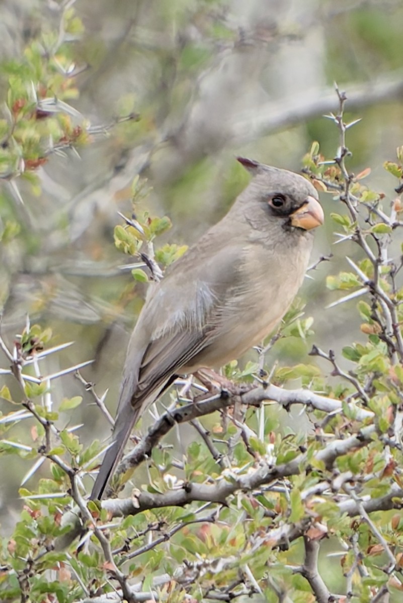 ムネアカコウカンチョウ - ML628549551