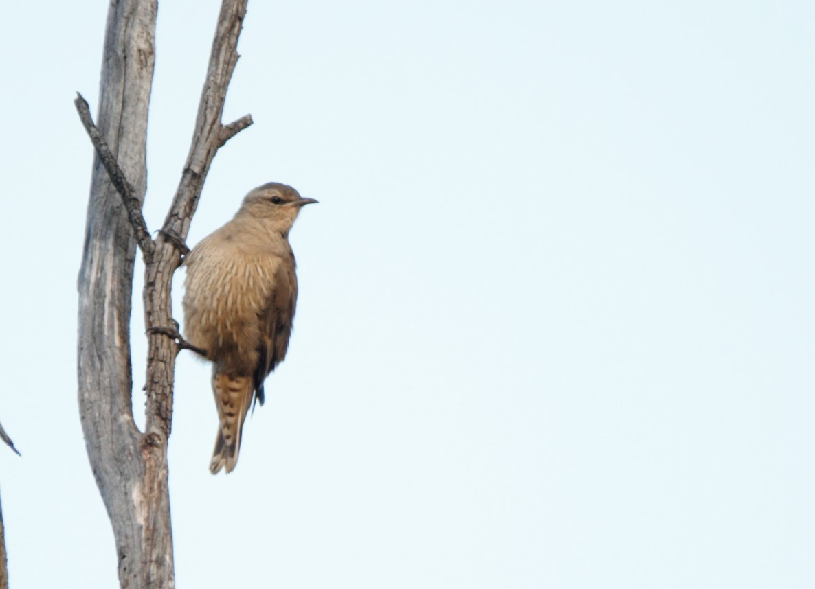 eBird Checklist - 22 Mar 2017 - Chiltern-Mt Pilot National Park--Frogs ...