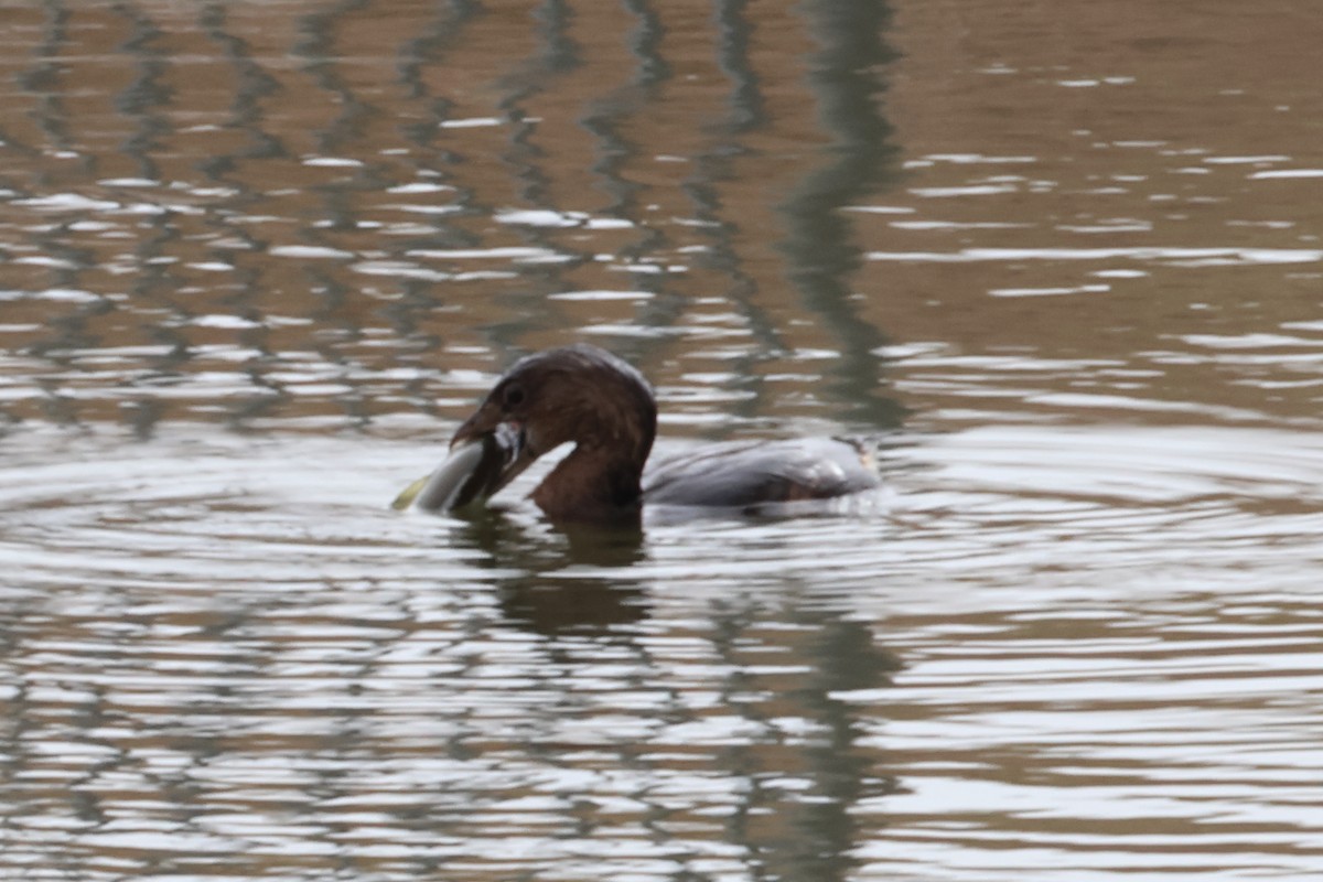 Pied-billed Grebe - ML628549717