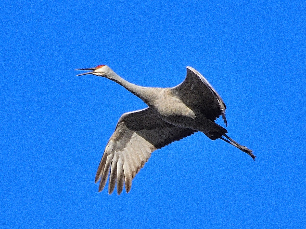 ml628550044-sandhill-crane-macaulay-library