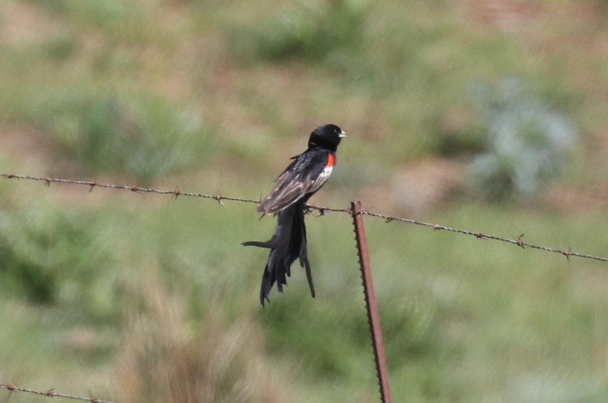 Long-tailed Widowbird - ML628550196