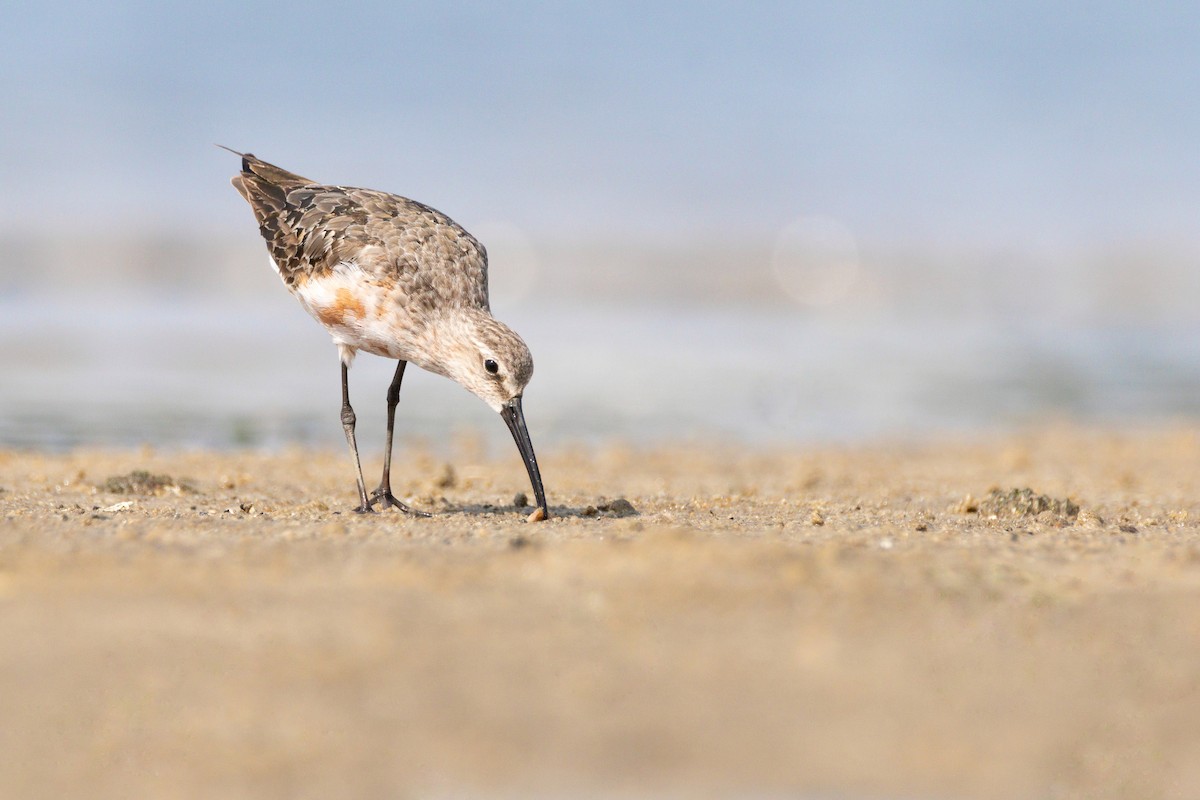 Curlew Sandpiper - ML628550360