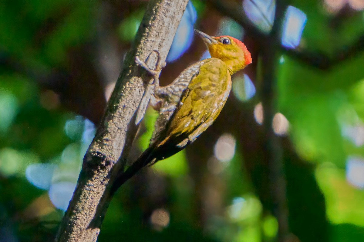 Yellow-throated Woodpecker - ML628550488