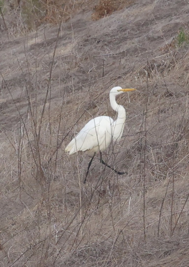 Great Egret - ML628550507