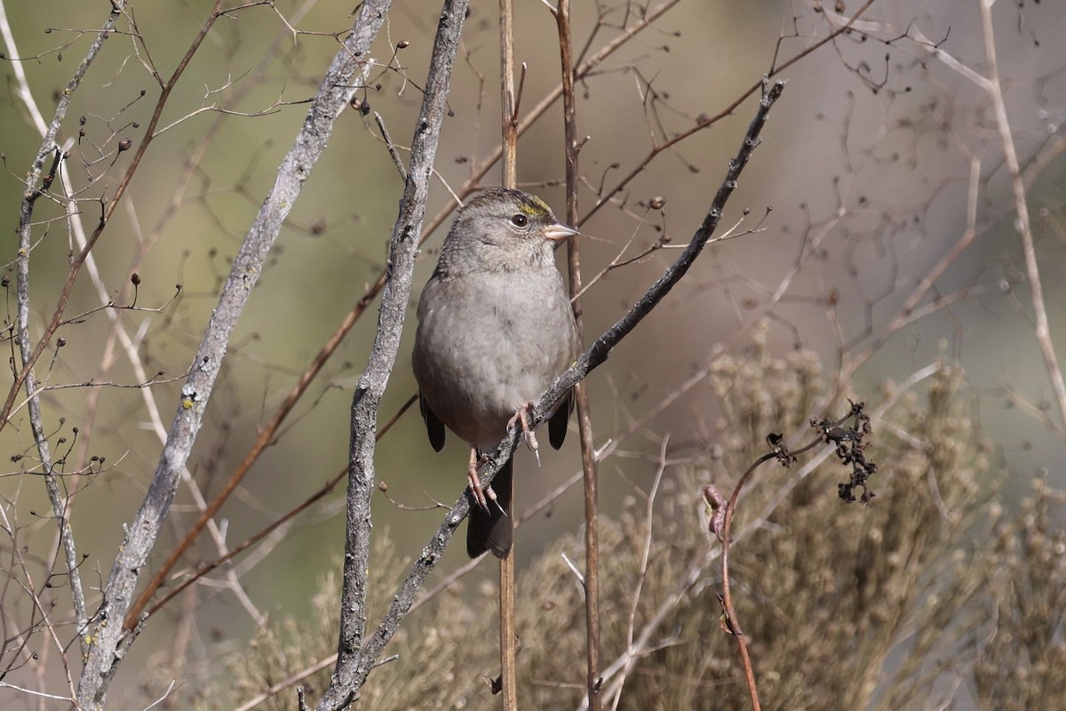 Golden-crowned Sparrow - ML628550553