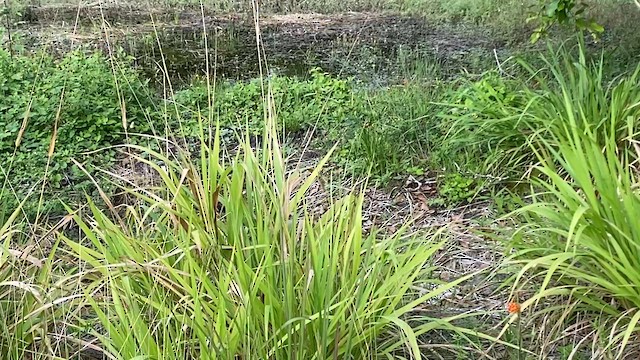 Black-throated Bobwhite - ML628550873