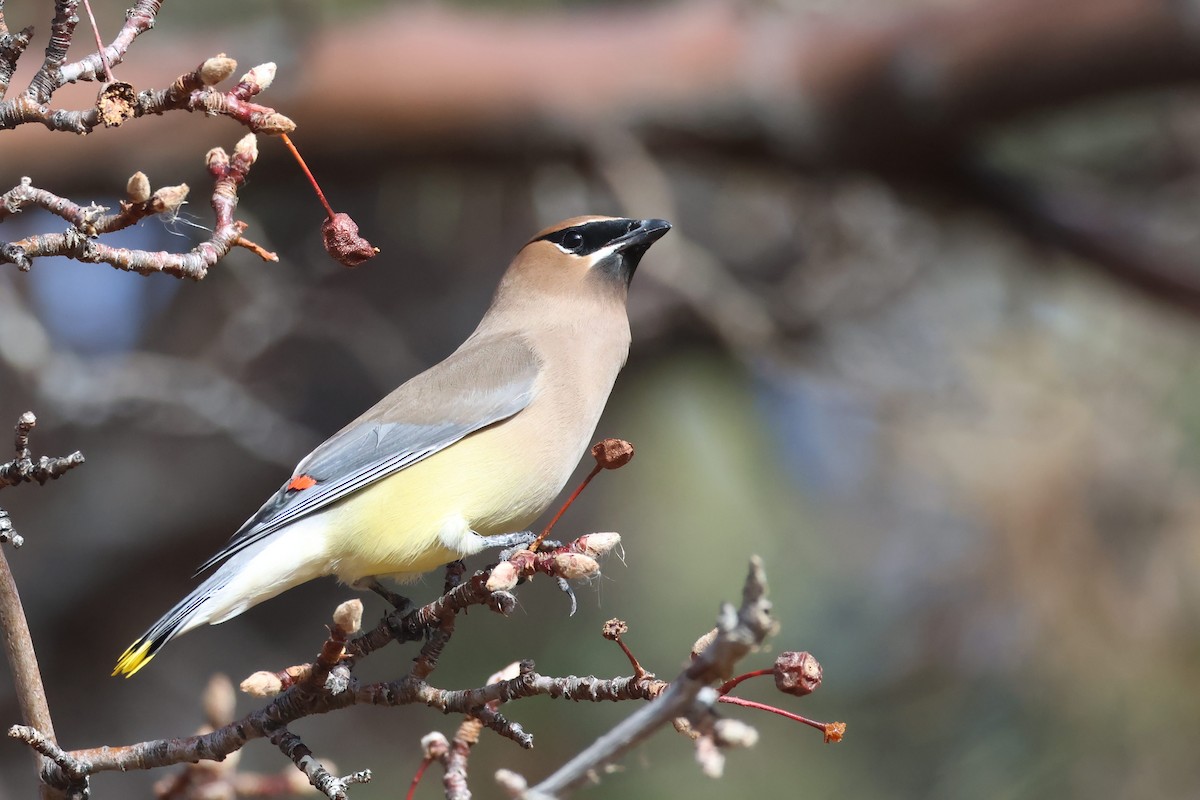 Cedar Waxwing - ML628551391