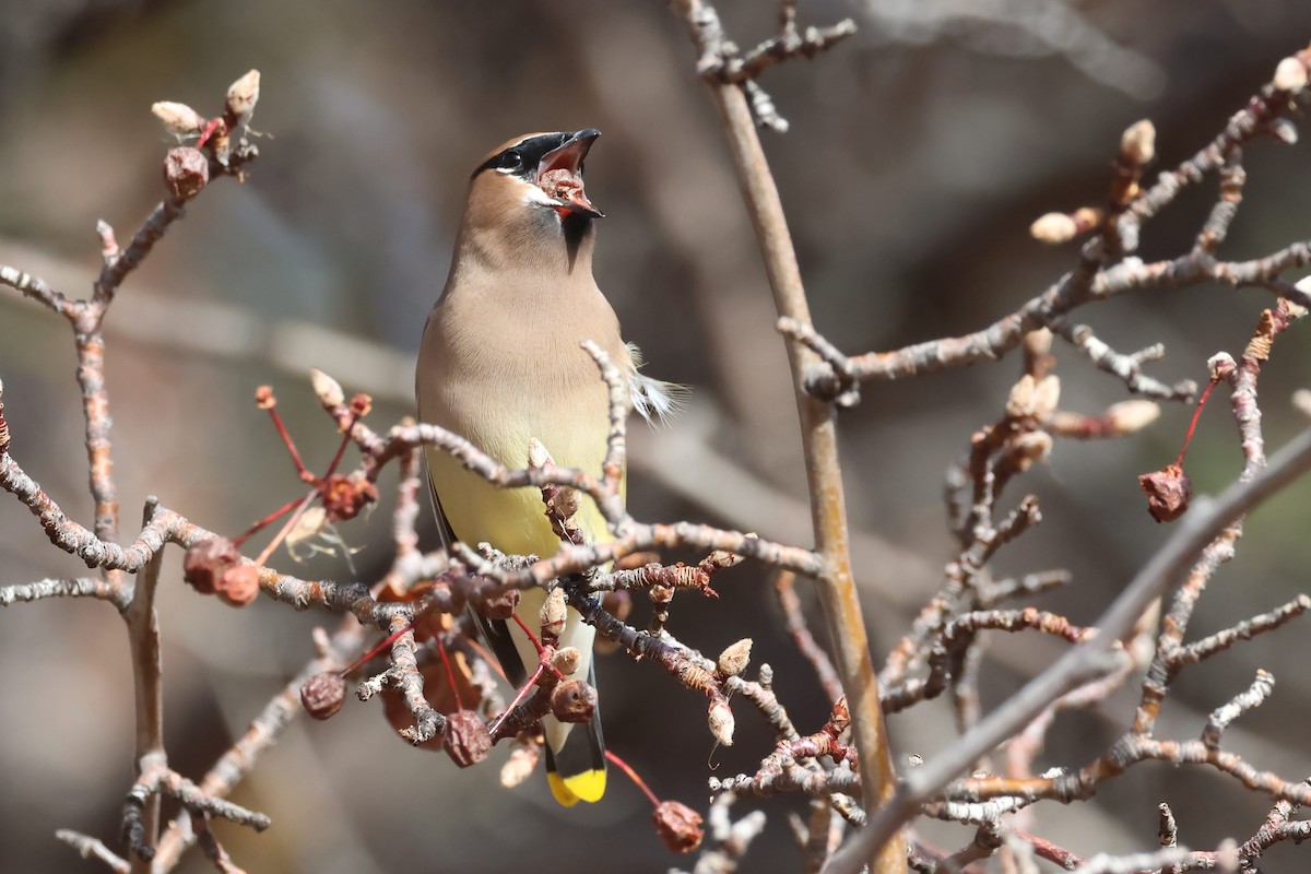 Cedar Waxwing - ML628551392