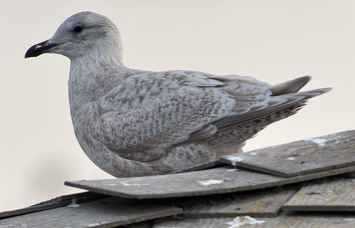 Iceland Gull (Thayer's) - ML628551449