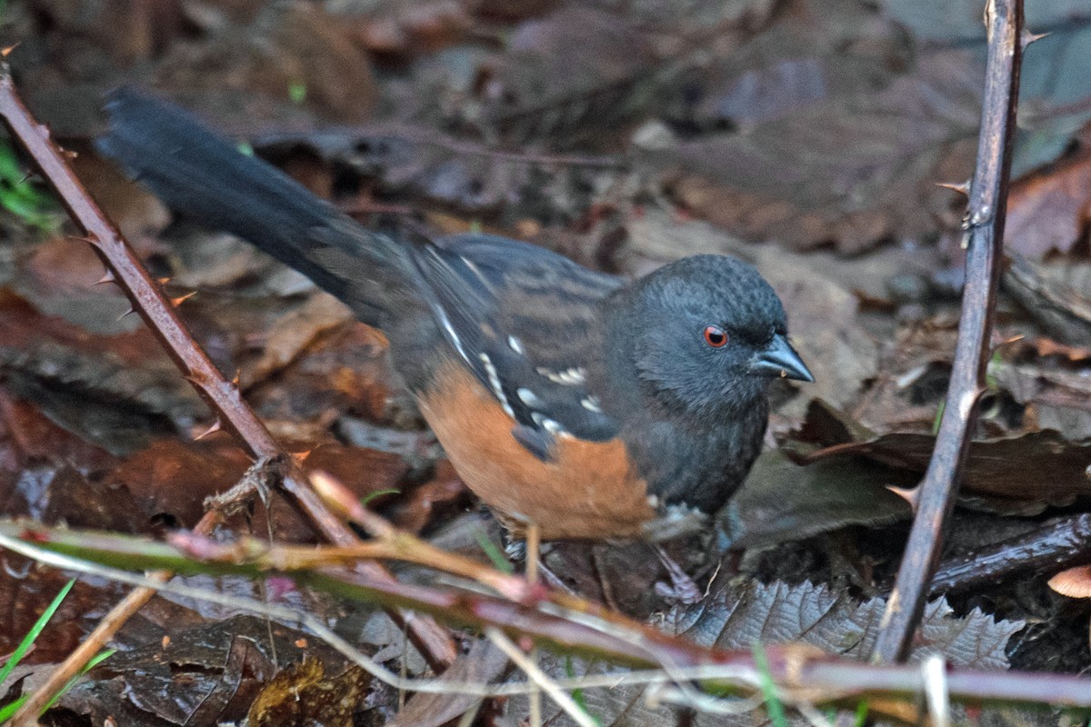 Spotted Towhee - ML628551533