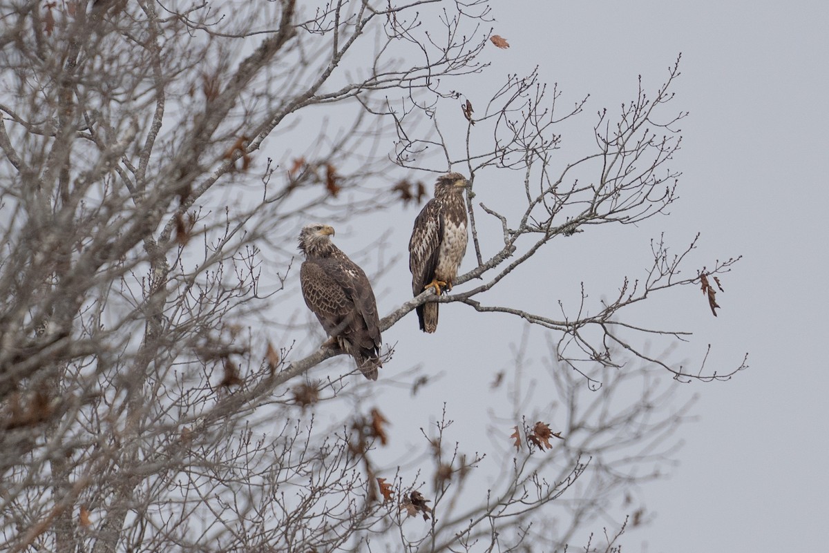 Bald Eagle - ML628551549