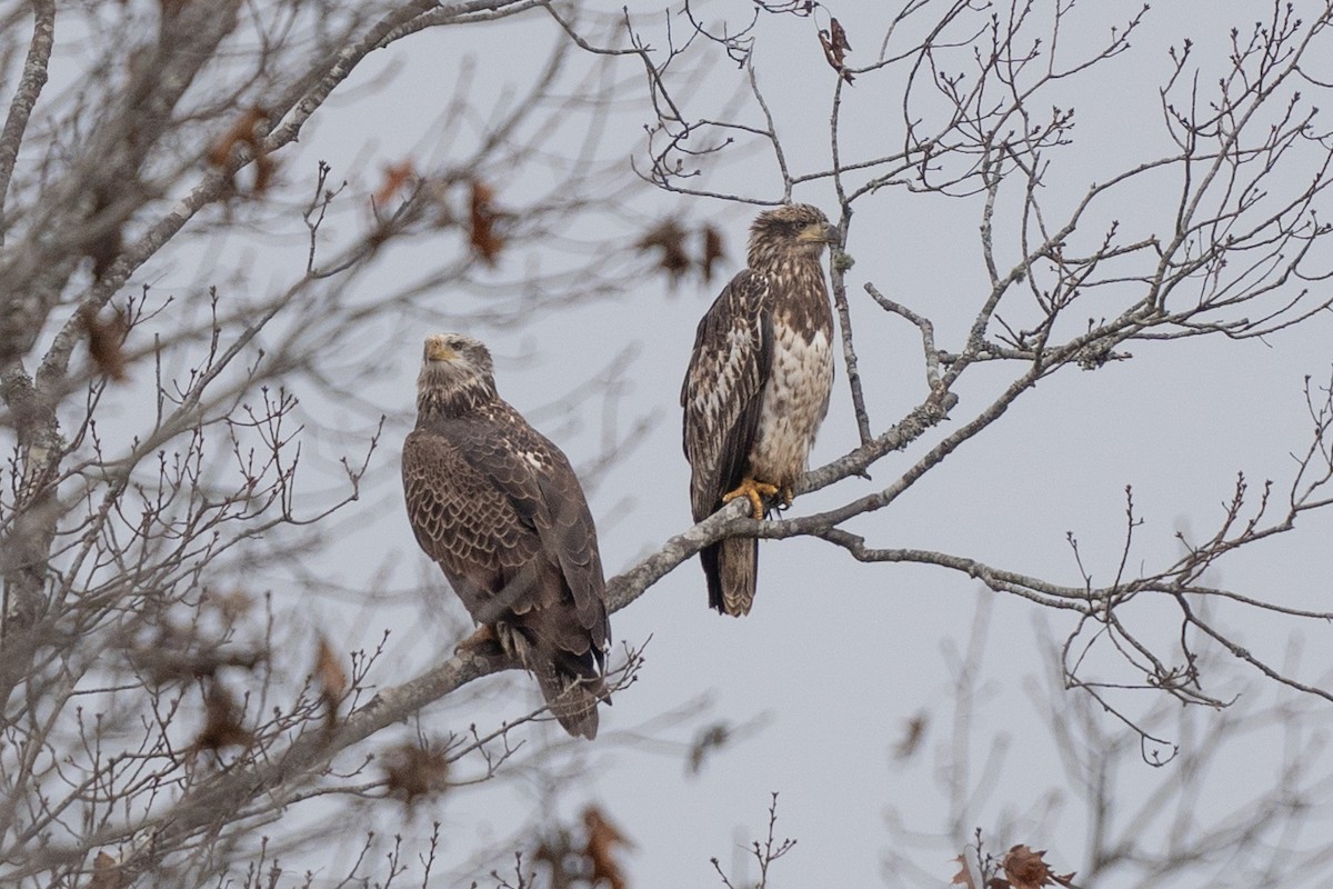 Bald Eagle - ML628551553