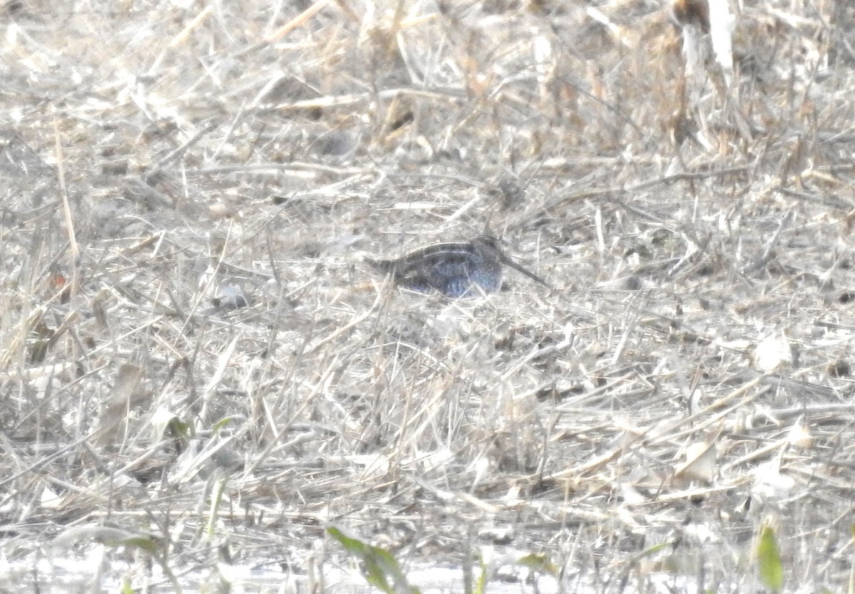Wilson's Snipe - ML628551569