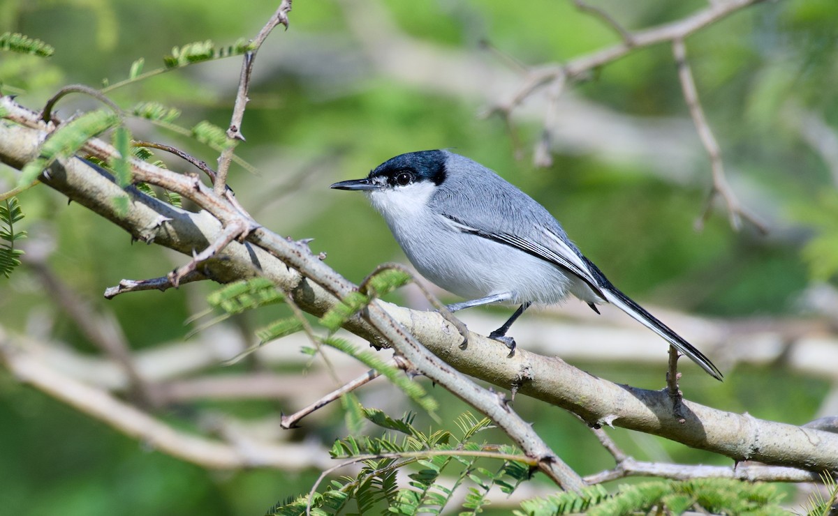 White-lored Gnatcatcher - ML628551626