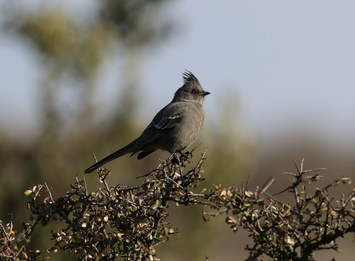 Phainopepla - ML628551754