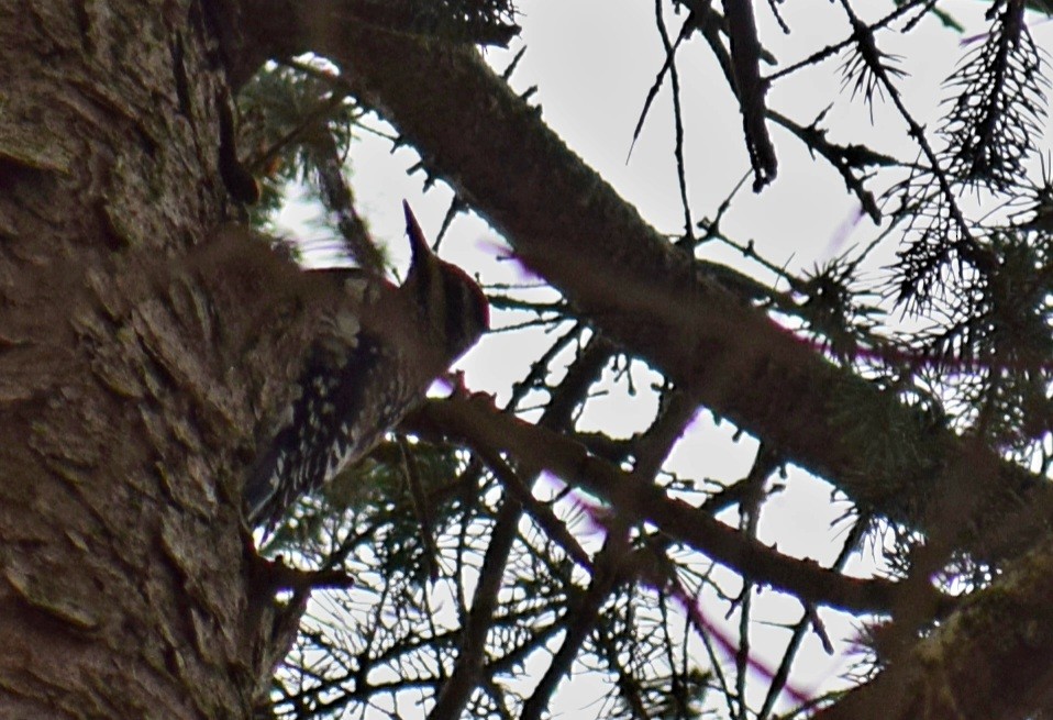 Yellow-bellied Sapsucker - ML628551833